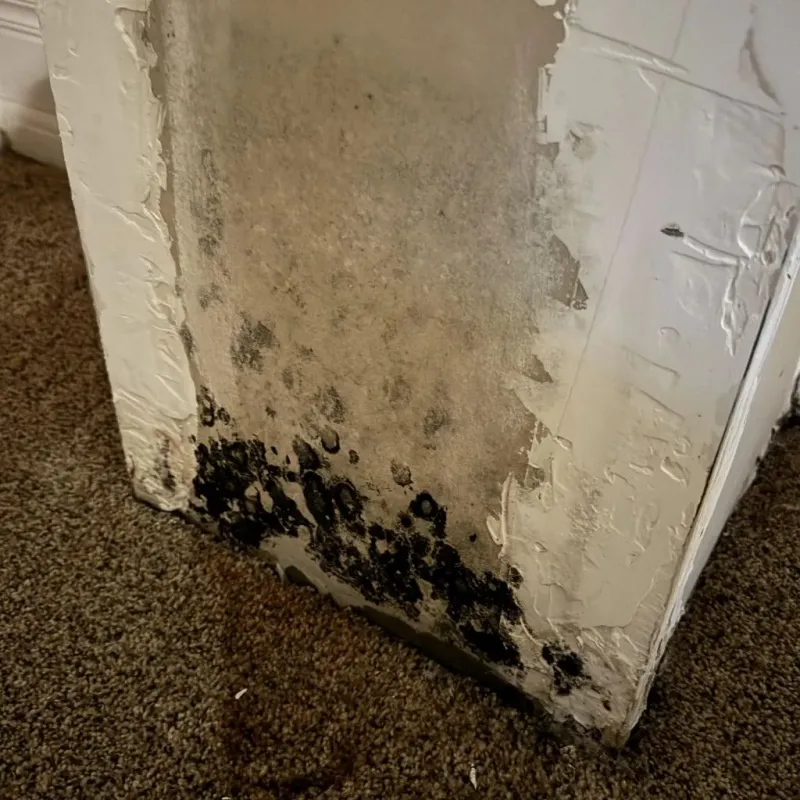 Professional Mold Removal in Piru, CA